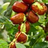 red dates, food, green jujube-931583.jpg