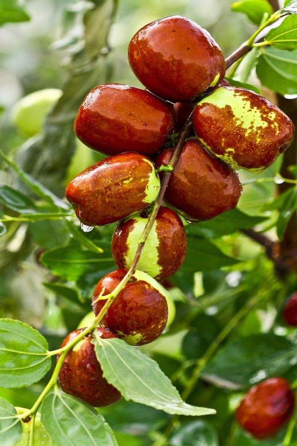 red dates, food, green jujube-931583.jpg